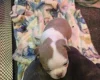 Boston Terrier