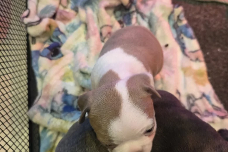 Boston Terrier