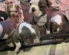 Boston Terrier