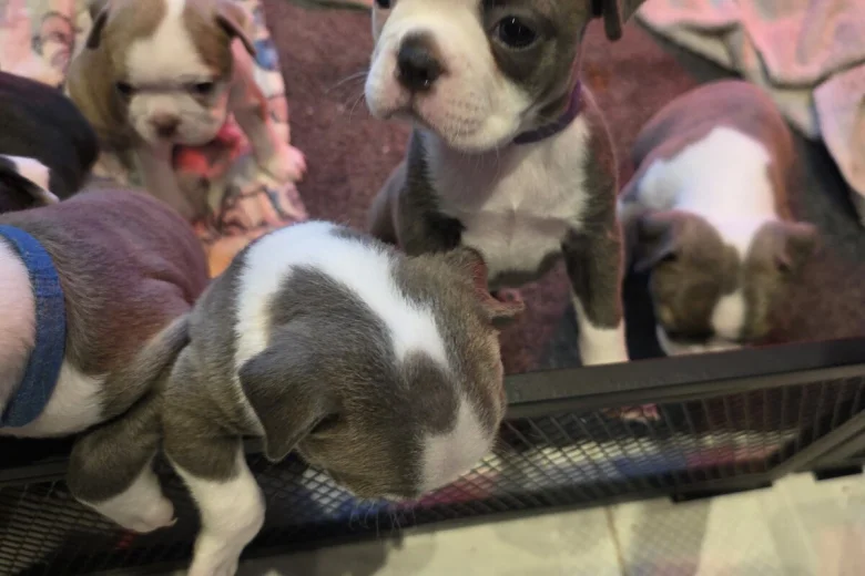 Boston Terrier