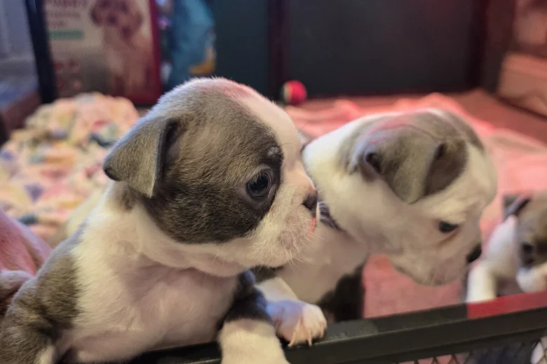 Boston Terrier