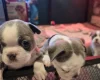 Boston Terrier
