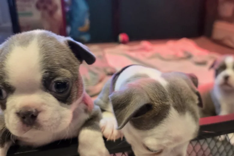 Boston Terrier