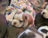 Boston Terrier