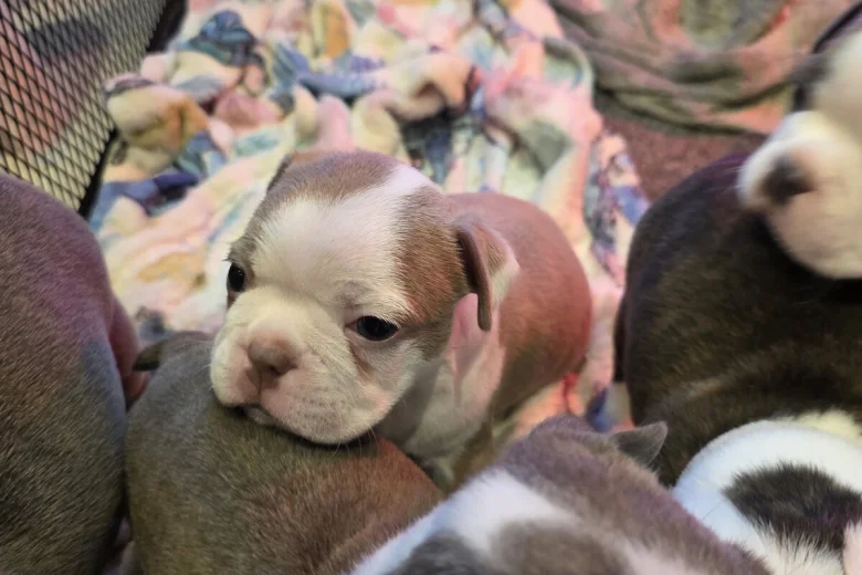 Boston Terrier