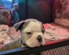 Boston Terrier