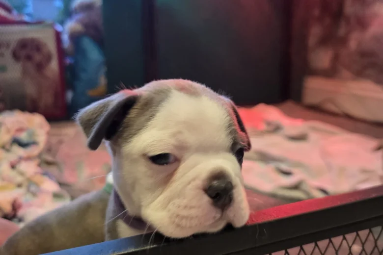 Boston Terrier