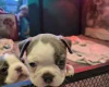 Boston Terrier