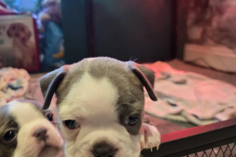 Boston Terrier