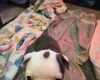 Boston Terrier