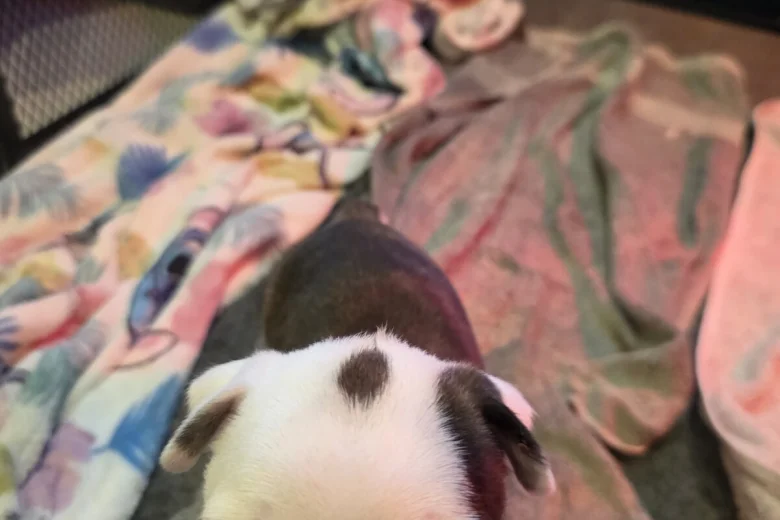 Boston Terrier