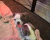 Boston Terrier