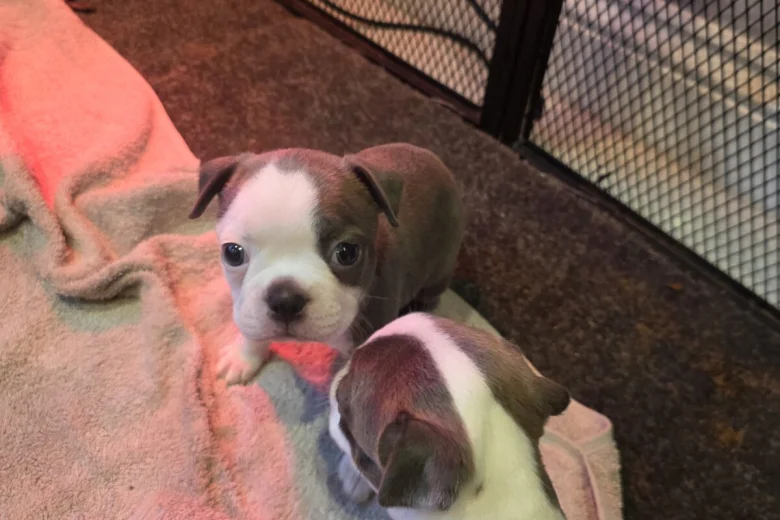 Boston Terrier