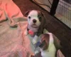 Boston Terrier