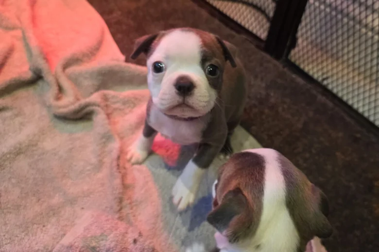 Boston Terrier