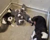 Boston Terrier