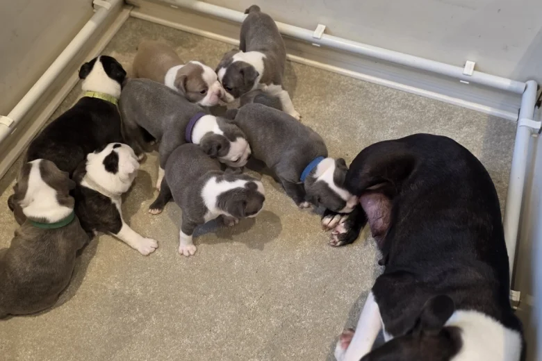 Boston Terrier