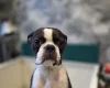 Boston Terrier