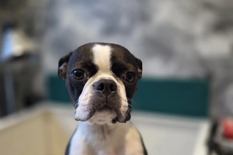 Boston Terrier