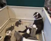 Boston Terrier