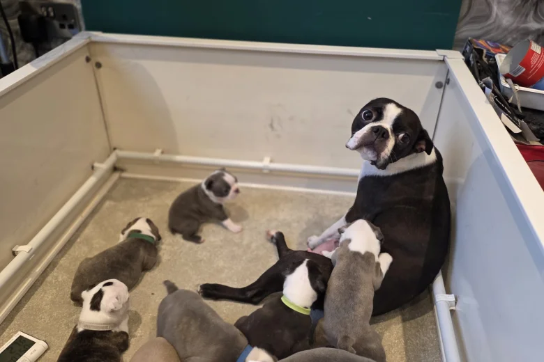 Boston Terrier