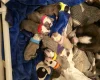 Boston Terrier
