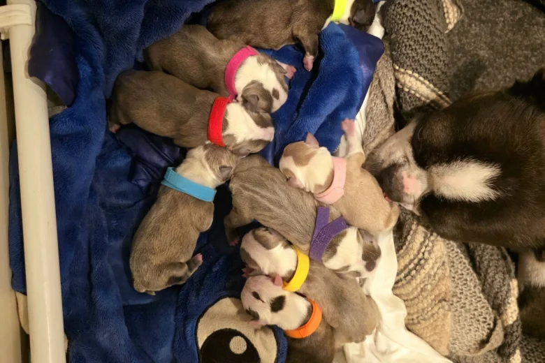 Boston Terrier