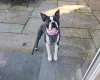Boston Terrier