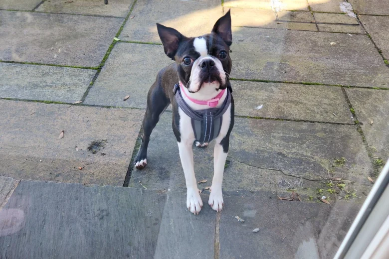 Boston Terrier