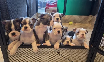 Boston Terrier