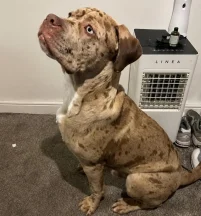 Enzo