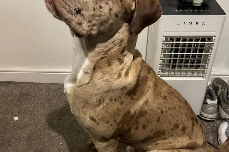 Boxer