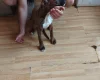 Boxer
