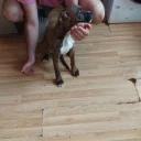 Boxer