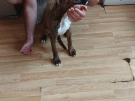Boxer