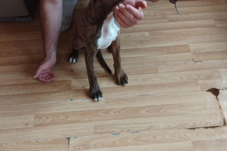 Boxer