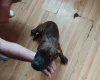 Boxer