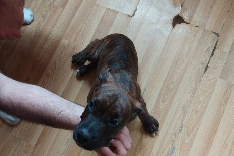 Boxer