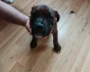 Boxer