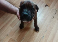Puppy 1