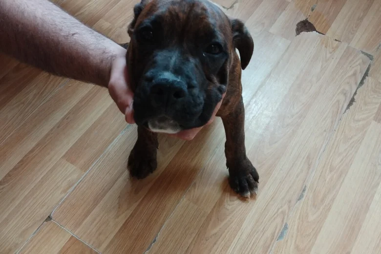Boxer