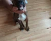 Boxer