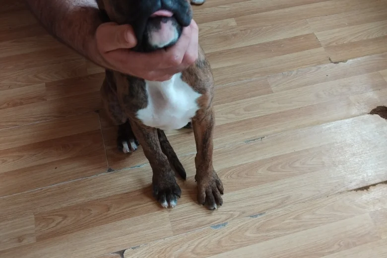 Boxer