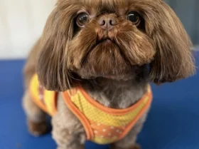 Shih Tzu