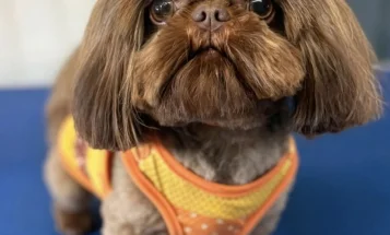 Shih Tzu