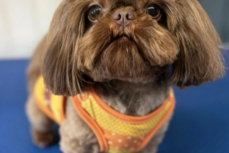 Shih Tzu