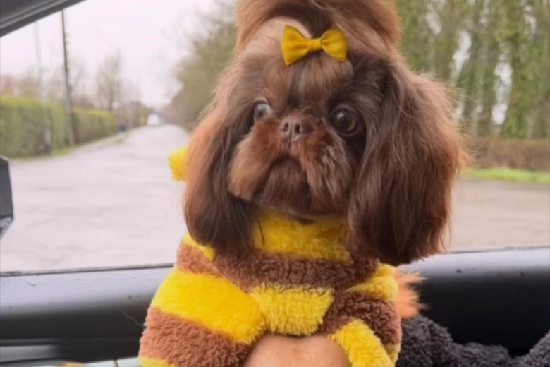 Shih Tzu