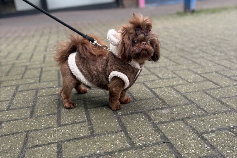 Shih Tzu
