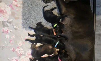Cane Corso