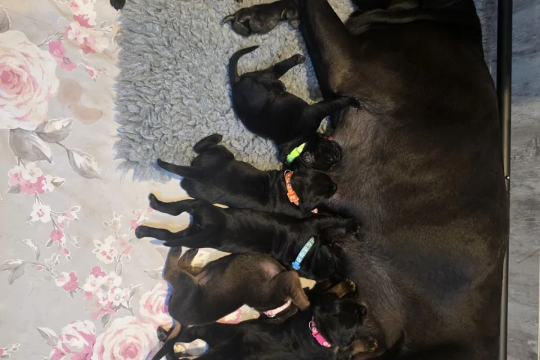 Cane Corso